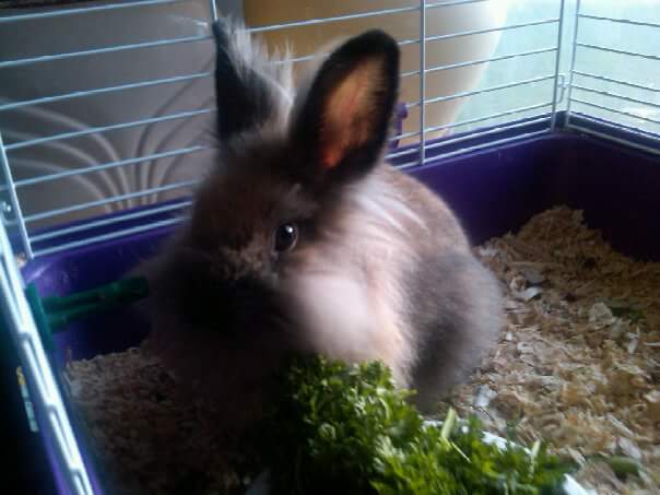 Furggie Bunny
