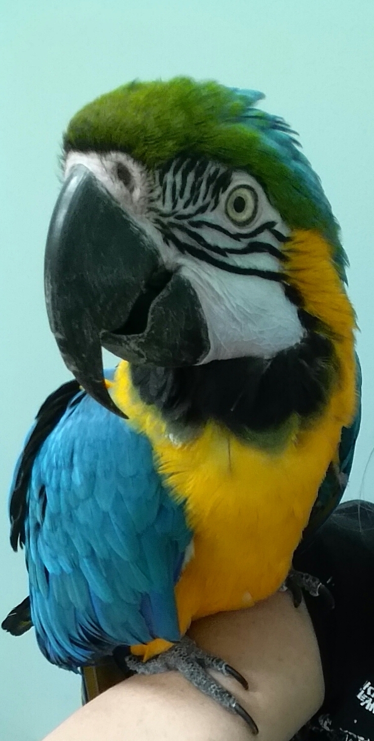 Rozzie BGMB